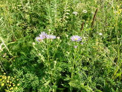 Aster amellus bessarabicus
