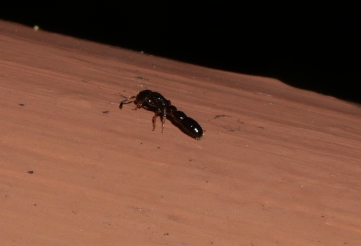 Cerapachys