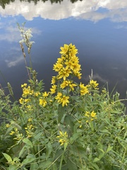 Lysimachia vulgaris