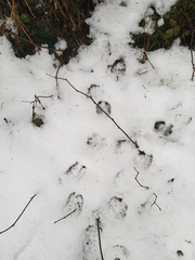 Odocoileus hemionus sitkensis