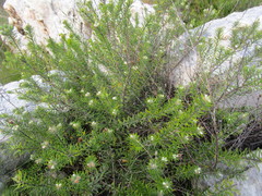 Phylica confusa