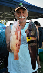 Bodianus unimaculatus