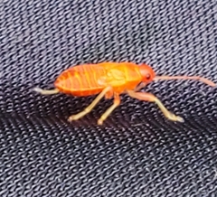 Heteroptera
