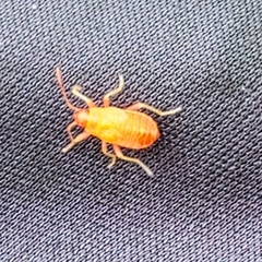 Heteroptera