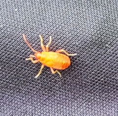 Heteroptera