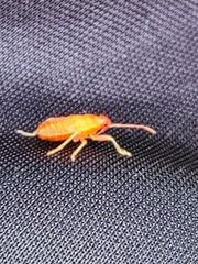 Heteroptera