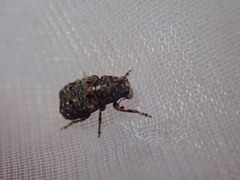 Dissoleucas niveirostris
