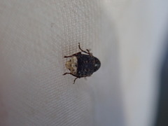 Dissoleucas niveirostris