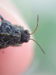 Tetrix ceperoi