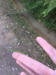 Acanthoxyla geisovii