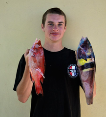 Bodianus unimaculatus