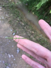 Acanthoxyla geisovii