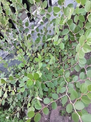 Magnoliopsida