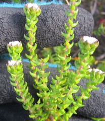 Phylica debilis