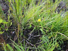 Ursinia trifida