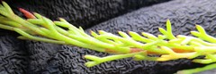 Ursinia trifida
