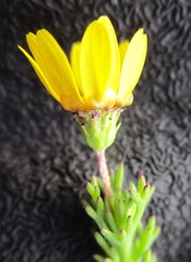 Ursinia trifida