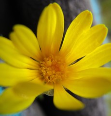 Ursinia trifida