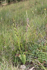 Orchis purpurea