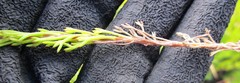 Ursinia trifida