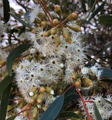 Eucalyptus calycogona