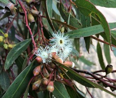 Eucalyptus calycogona