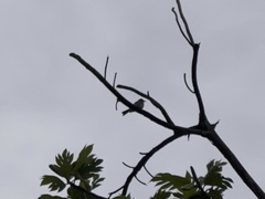 Tyrannus dominicensis