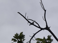 Tyrannus dominicensis