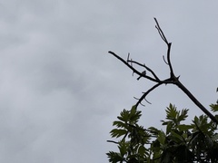 Tyrannus dominicensis