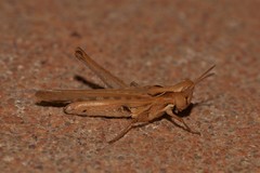 Froggattina australis