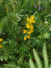 Lathyrus pratensis