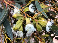 Eucalyptus calycogona