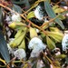 Eucalyptus calycogona - Photo (c) davidsando,  זכויות יוצרים חלקיות (CC BY-NC), הועלה על ידי davidsando
