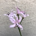 Nerine masoniorum - Photo (c) Cindy, some rights reserved (CC BY-NC), uploaded by Cindy