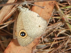 Ypthima arctous