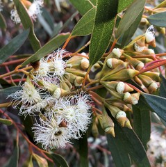 Eucalyptus calycogona