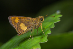 Oriens paragola