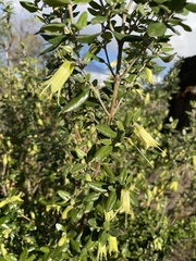 Correa glabra glabra