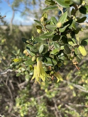 Correa glabra glabra