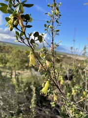 Correa glabra glabra