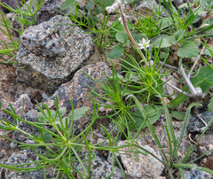 Spergularia flaccida