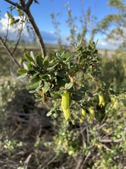 Correa glabra glabra
