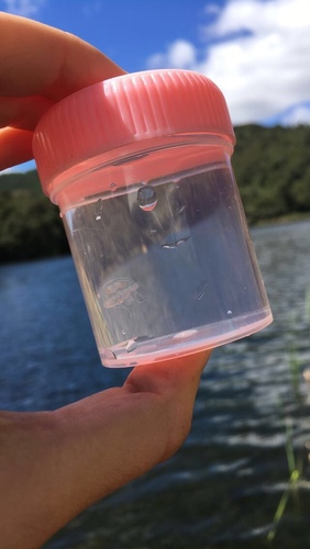 Common Freshwater Jellyfish, Hunterville, Hunterville, Manawatu-Wanganui, NZ, photo 8 of 10