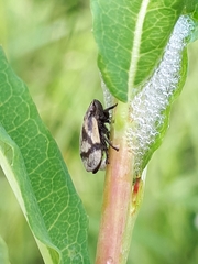 Lepyronia coleoptrata