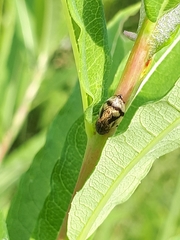 Lepyronia coleoptrata