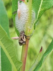 Lepyronia coleoptrata