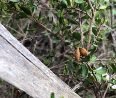 Dodonaea bursariifolia