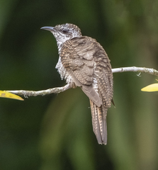 Cacomantis sonneratii