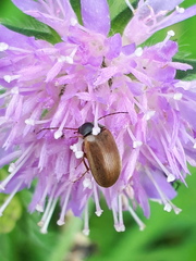 Gonodera luperus