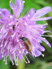 Gonodera luperus